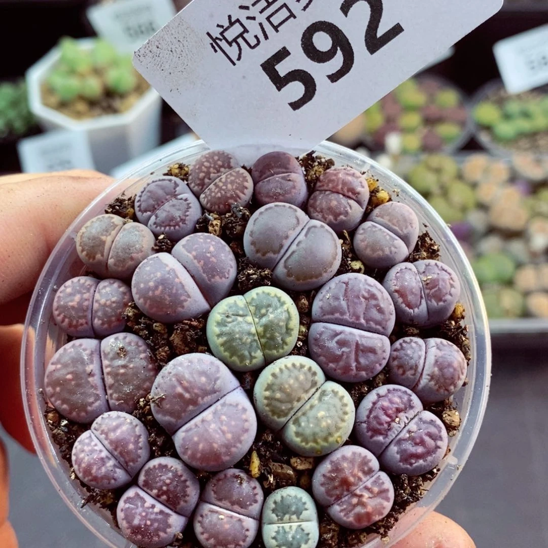 我的小姐姐们都是我592