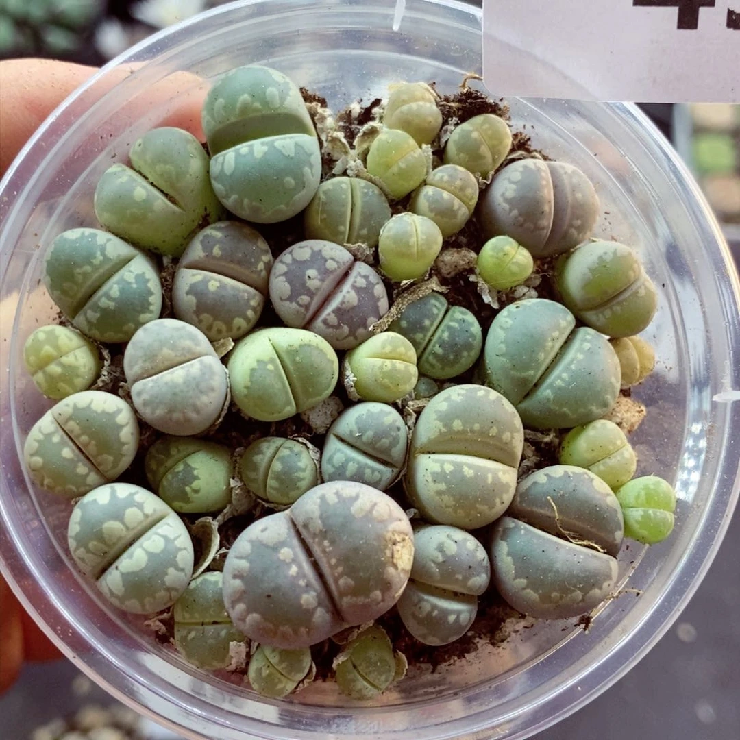 我是一只小小鸟地域457