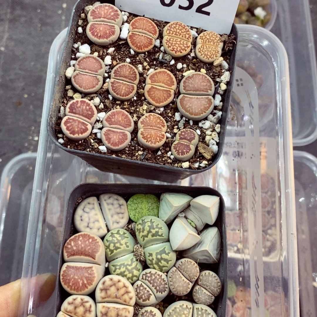 我是一只小小鸟地域鬼052