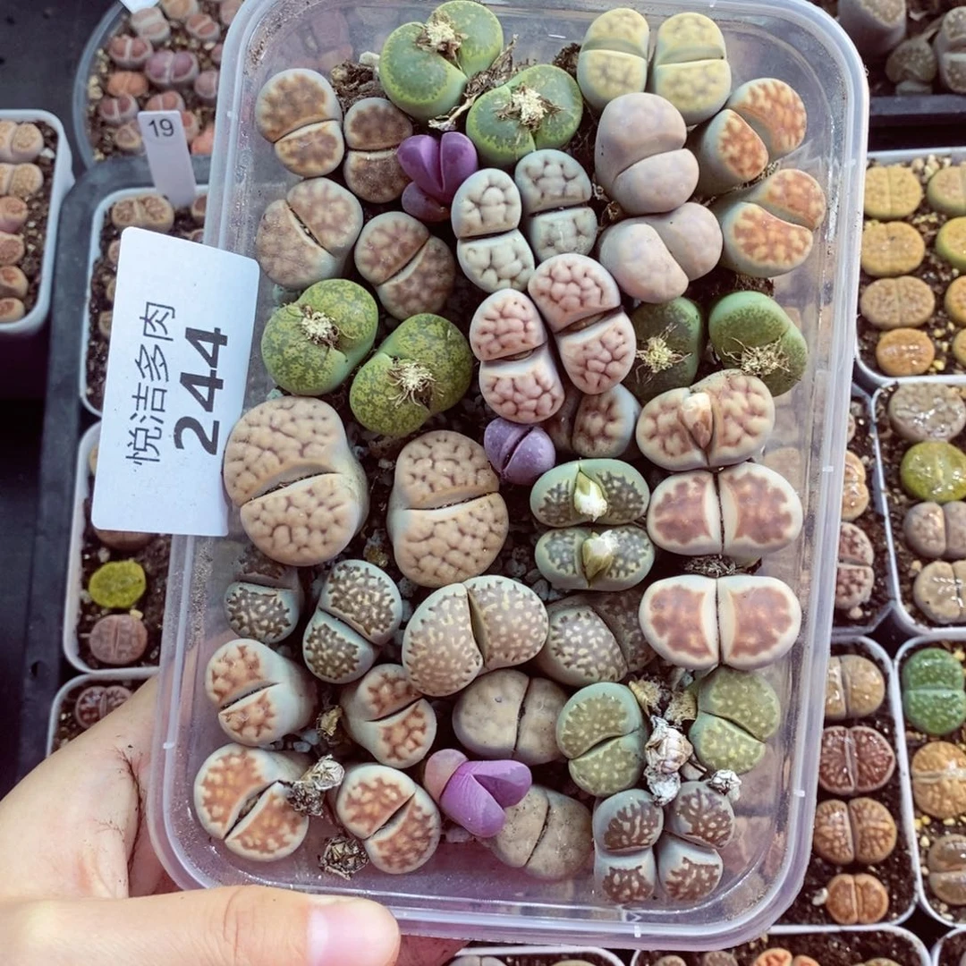 我的小姐姐们都244