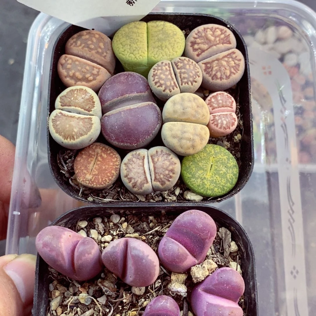 我的小姐姐们都是我526