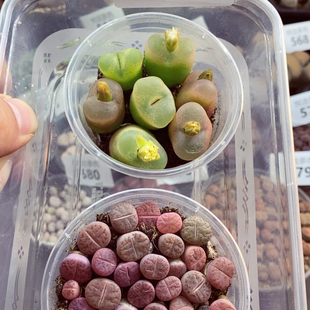 我的小姐姐们都是我581