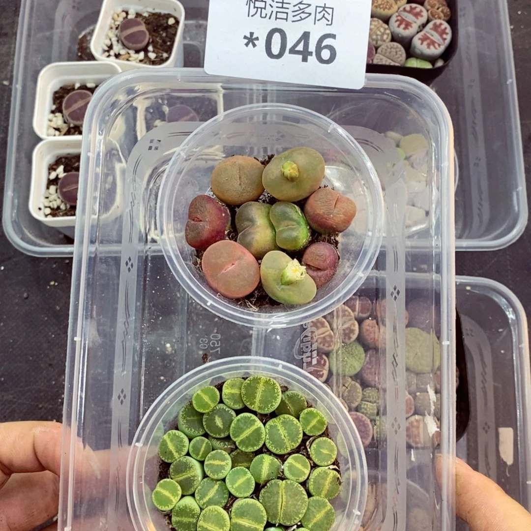 我是一只小小鸟地域鬼046