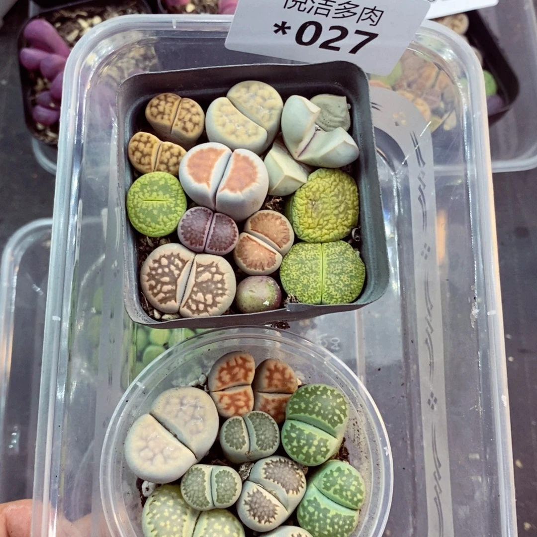 我是一只小小鸟地域鬼027