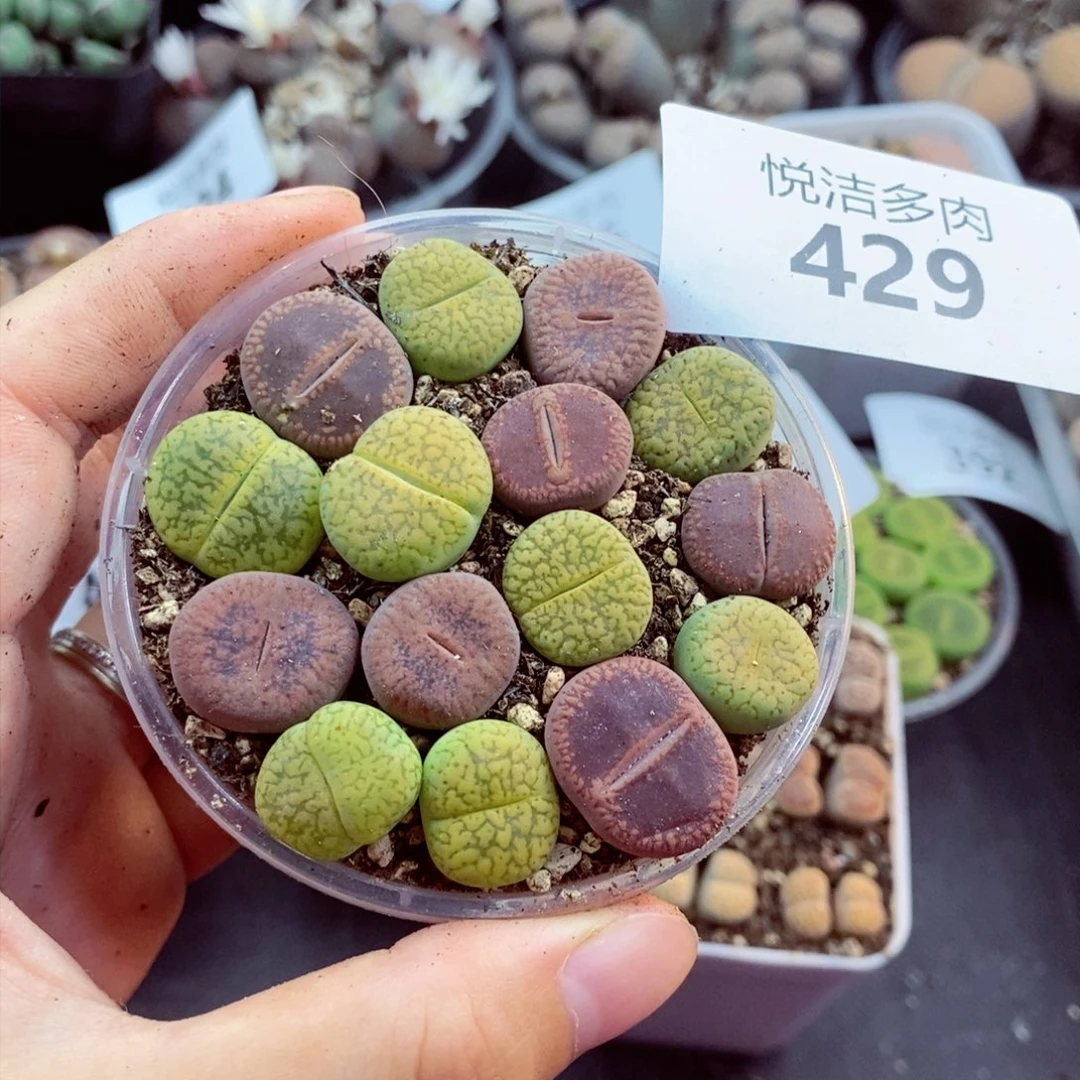 我是一只小小鸟地域429