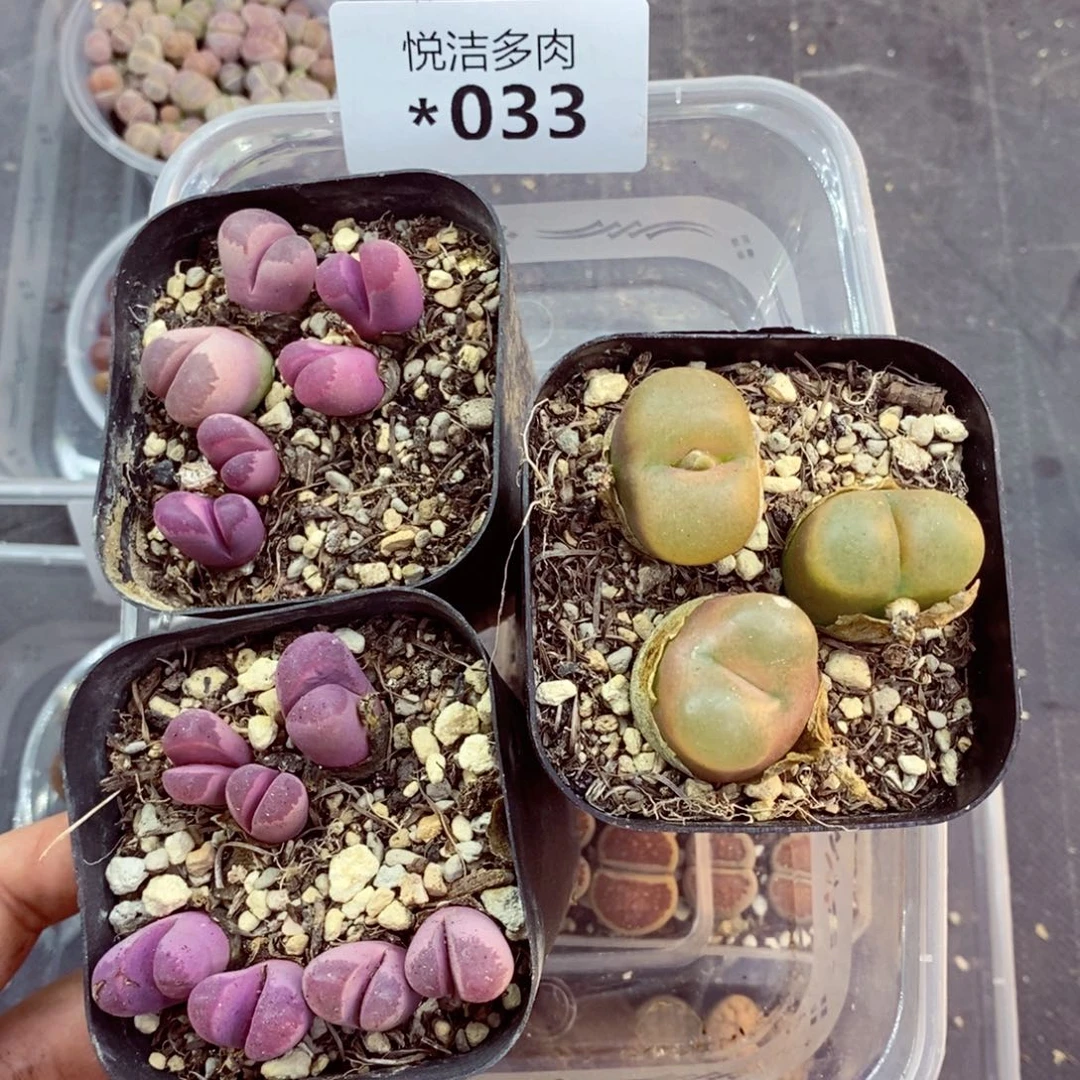 我是一只小小鸟地域鬼033