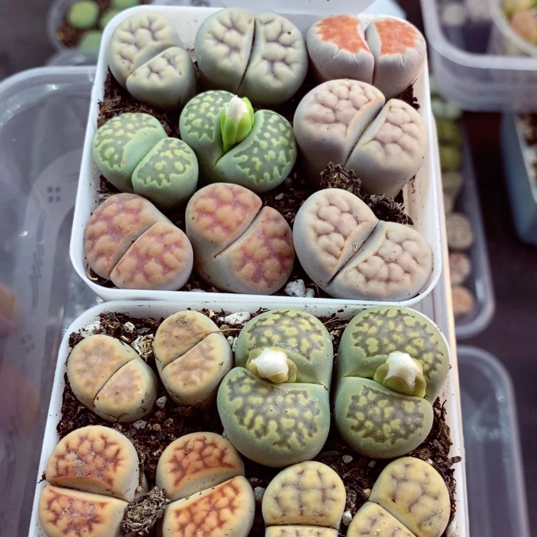 我的小姐姐们都是我的143