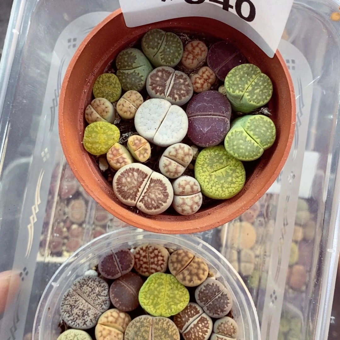 我是一只小小鸟地域鬼040