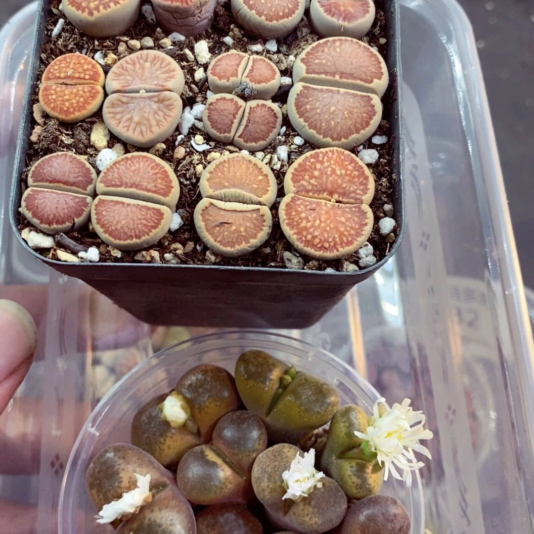 我的小姐姐们都是我的530