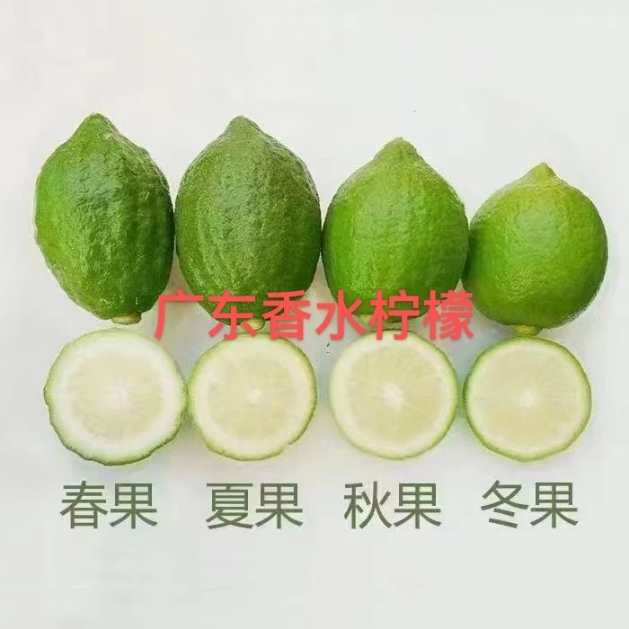 广东香水柠檬(嫁接苗)