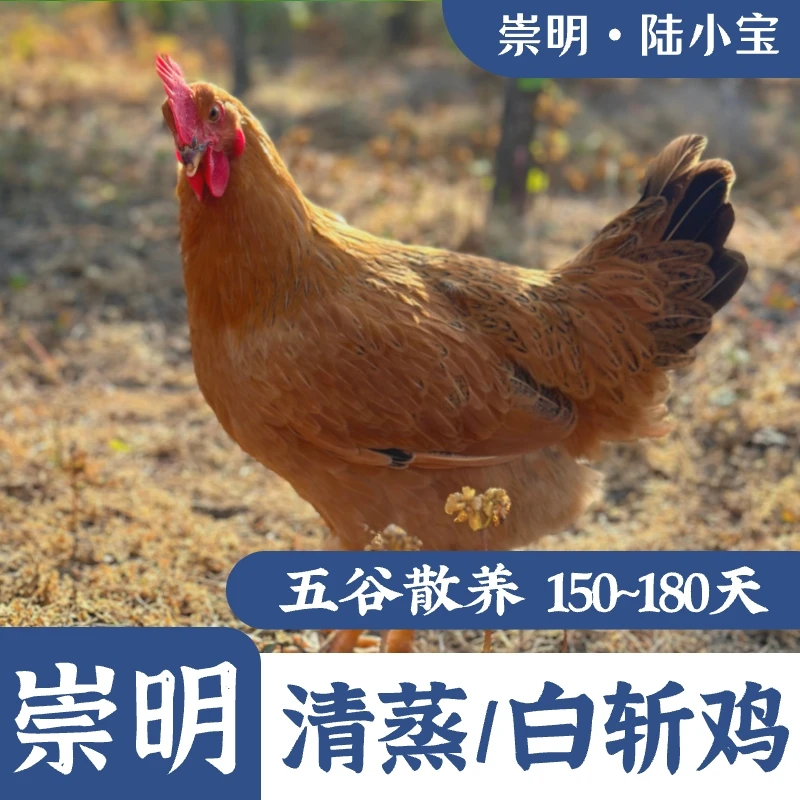 崇明农家 土鸡 散养鸡 清蒸鸡 2.5斤以上3斤左右 包冰率不含冰