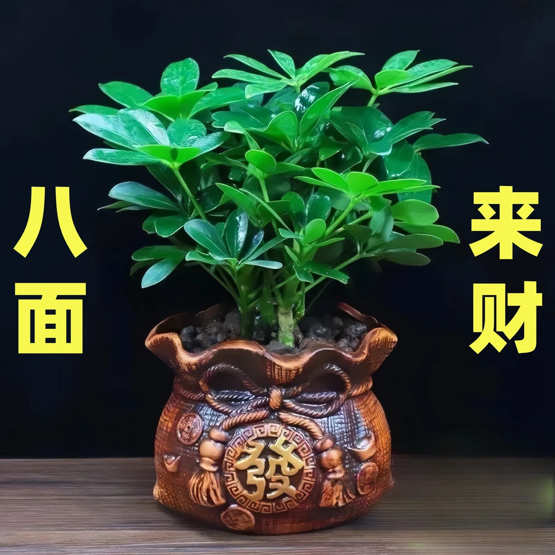 八方来财鸭脚木盆栽办公室室内四季绿植净化空气发财树招财树植物