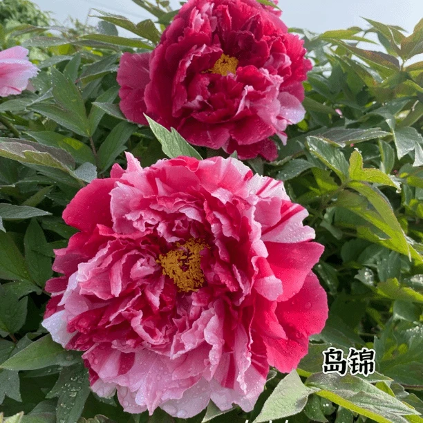 牡丹花苗【岛锦】复色系的品种