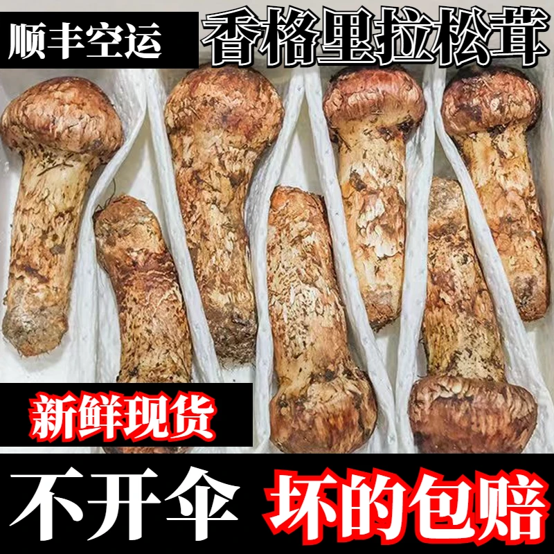 【精选-坏的包赔】云南香格里拉新鲜松茸菌500g包邮蘑菇牛肝菌