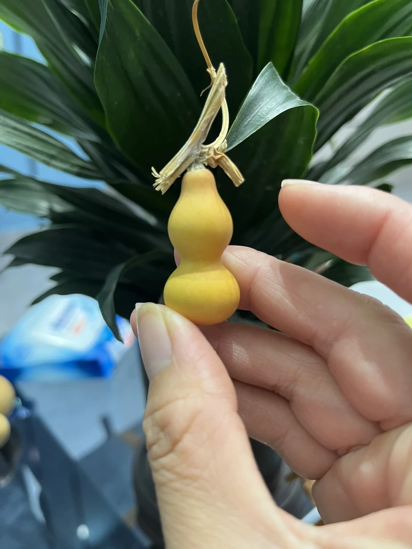 4左右的小葫芦,草礼金