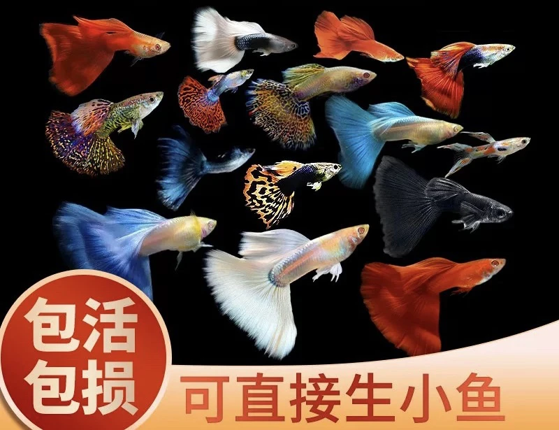 【鱼当家】孔雀鱼热带鱼观赏鱼（直播间特价链接）