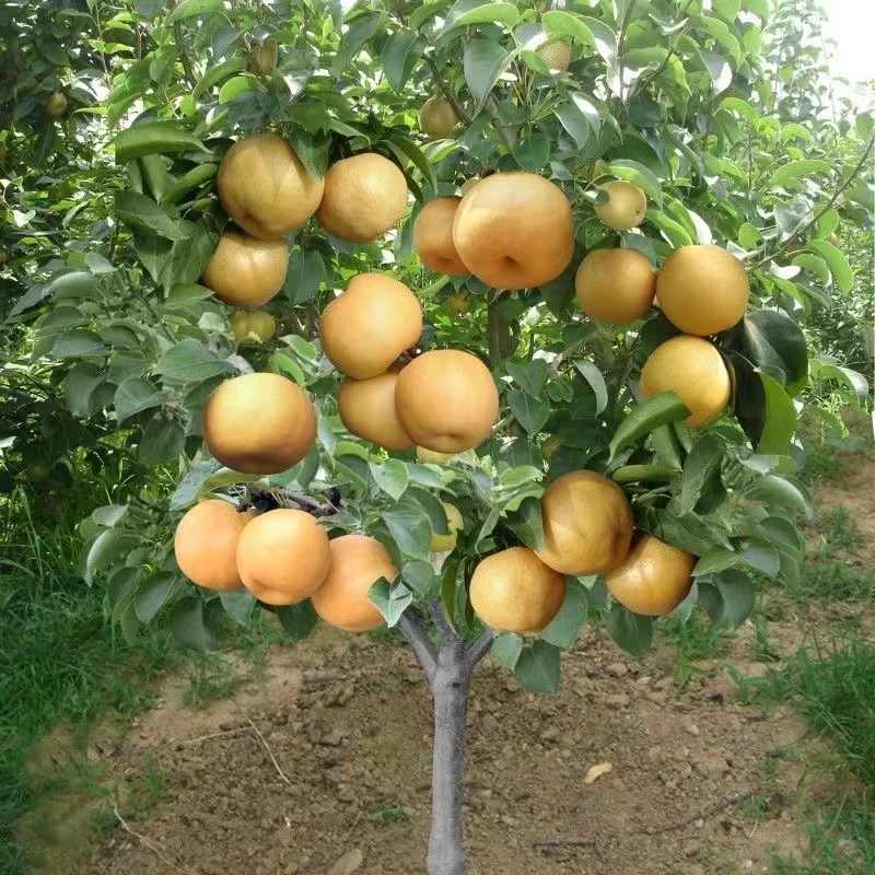 【秋月梨】嫁接梨树苗盆栽地栽南北方室内外庭院种植果树苗当年结果