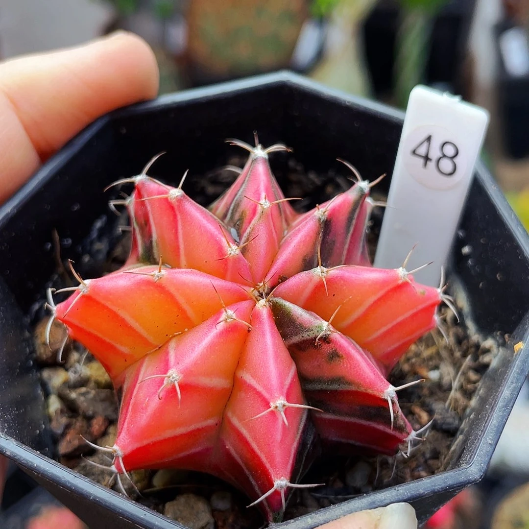 仙人球仙人球仙人球