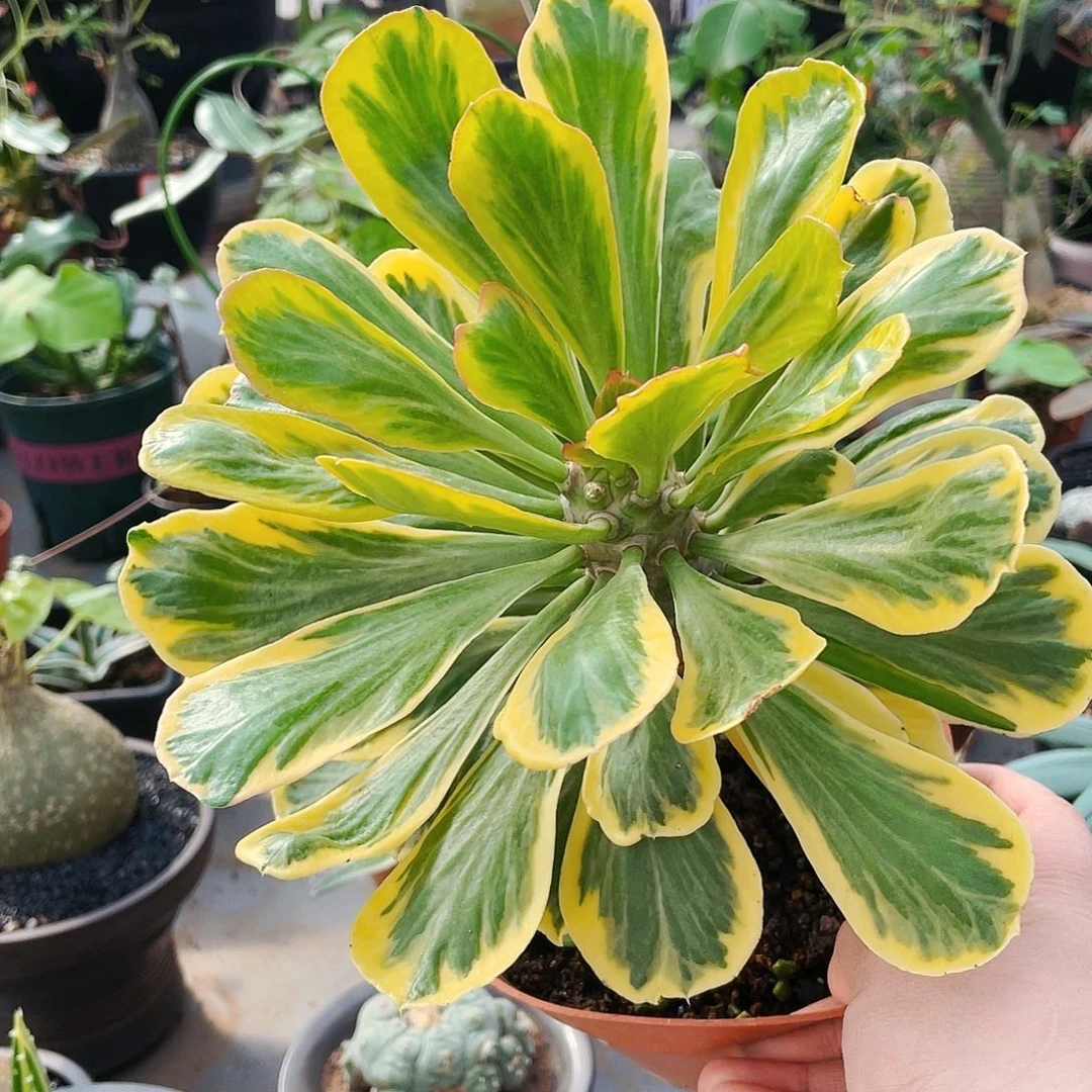 非偏远地区25包邮仙人球