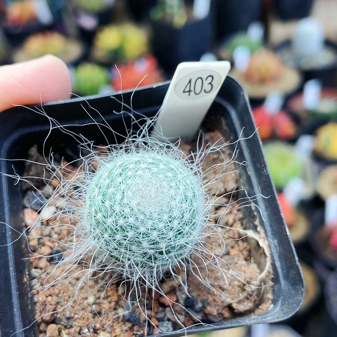 非偏远地区25包邮仙人球