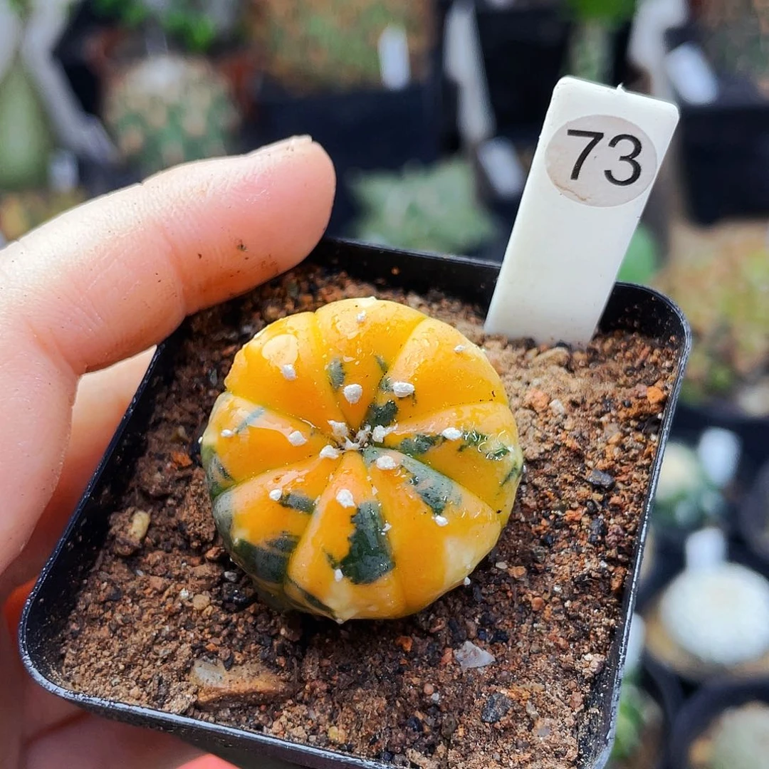 仙人球仙人球仙人球