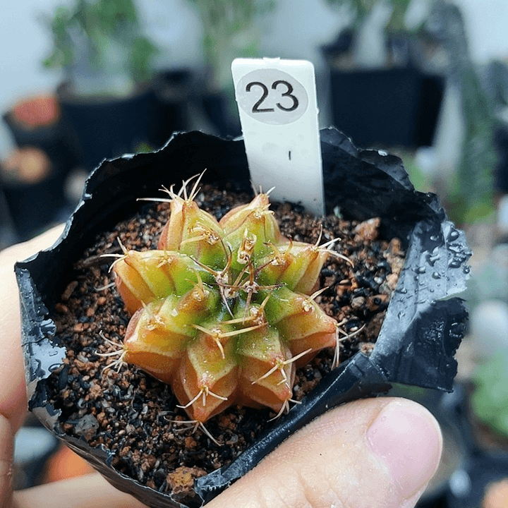 仙人球仙人球仙人球