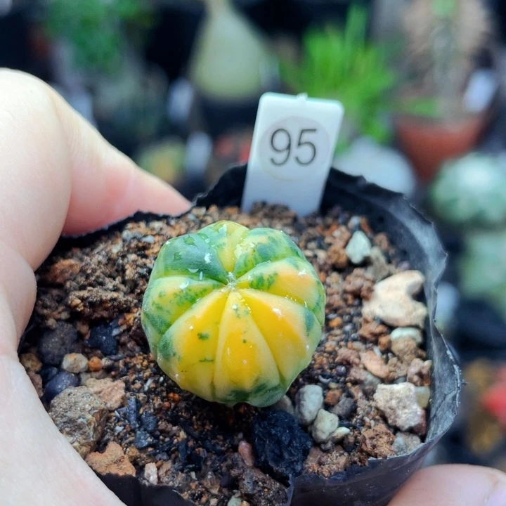 仙人球仙人球仙人球