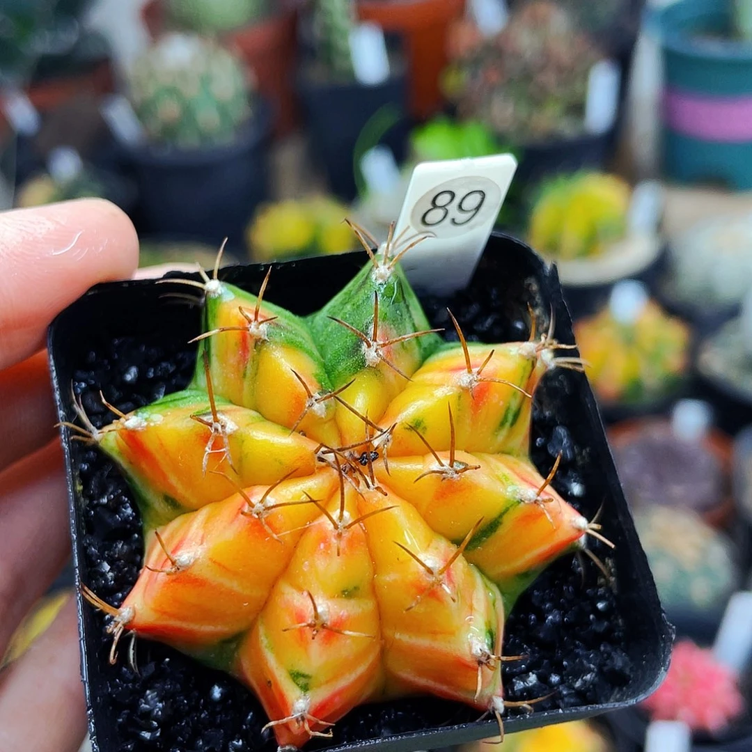 非偏远地区满25包邮仙人球