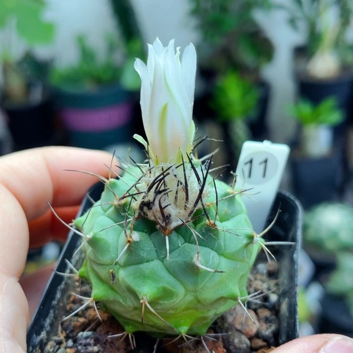 仙人球仙人球仙人球