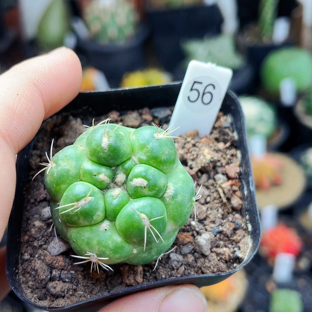 3.1cm 仙人球仙人球仙人球