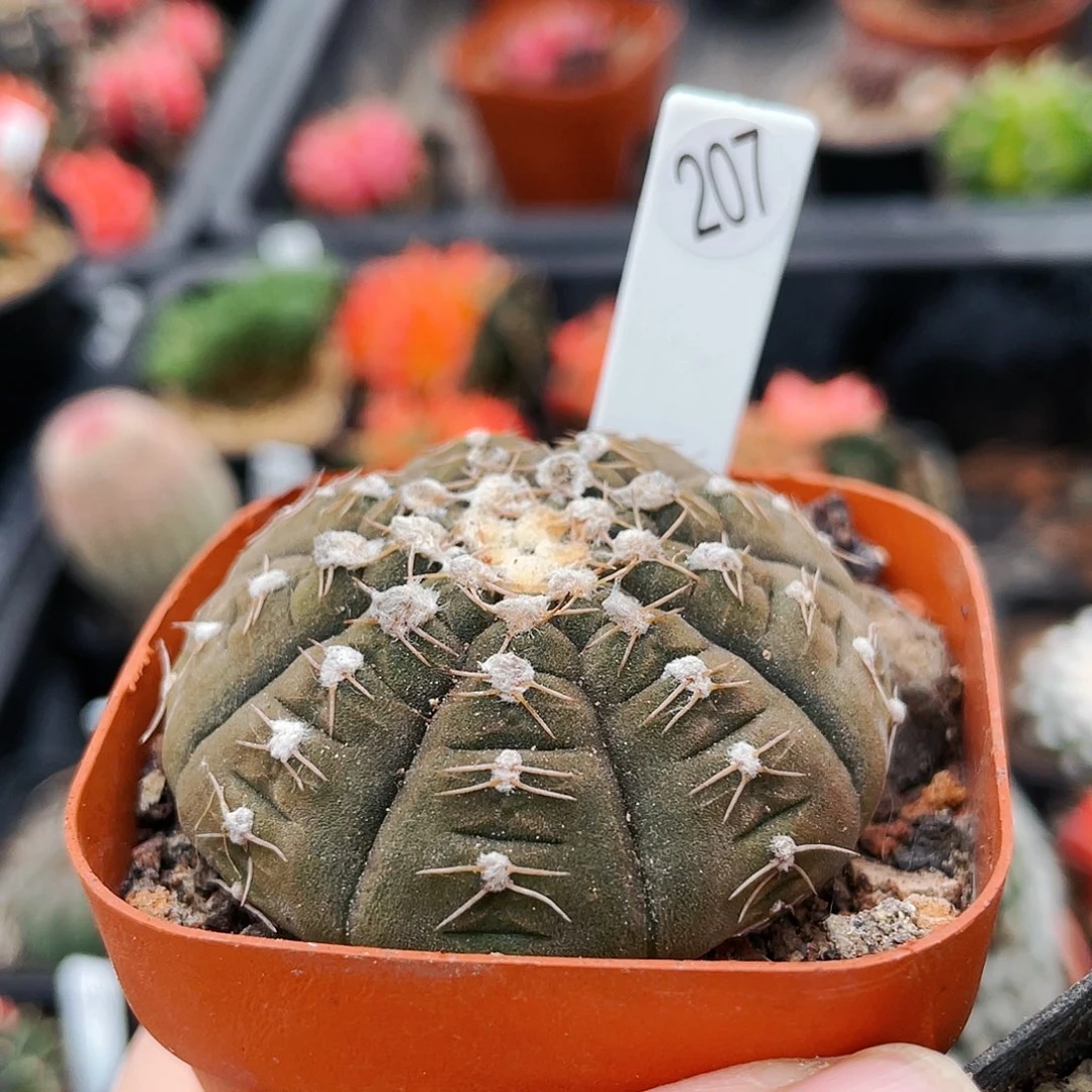 非偏远地区满25包邮仙人球