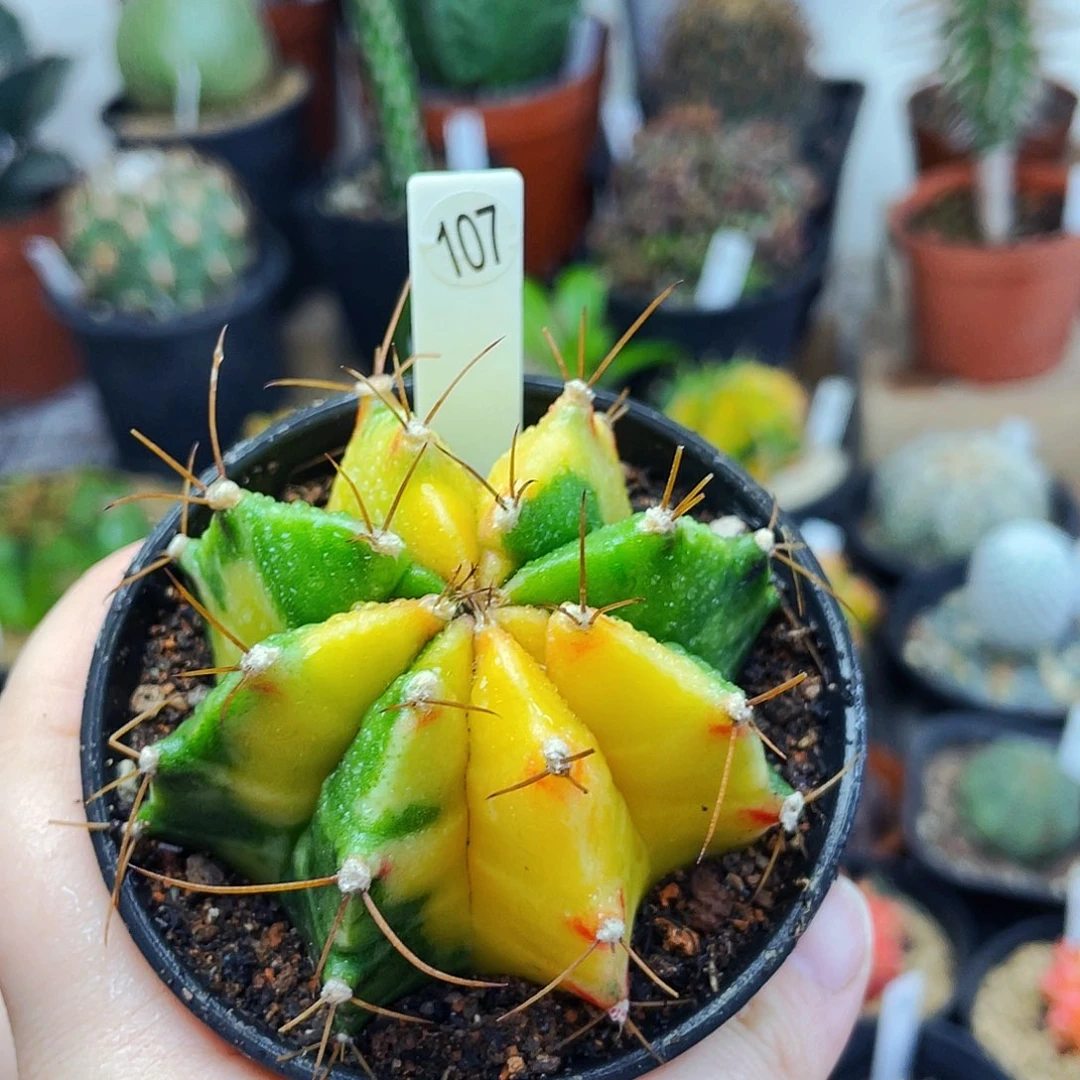 非偏远满25包邮仙人球