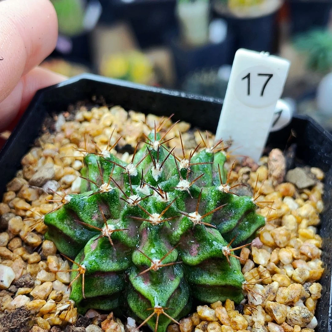 一***陈非偏远地区25包邮仙人球