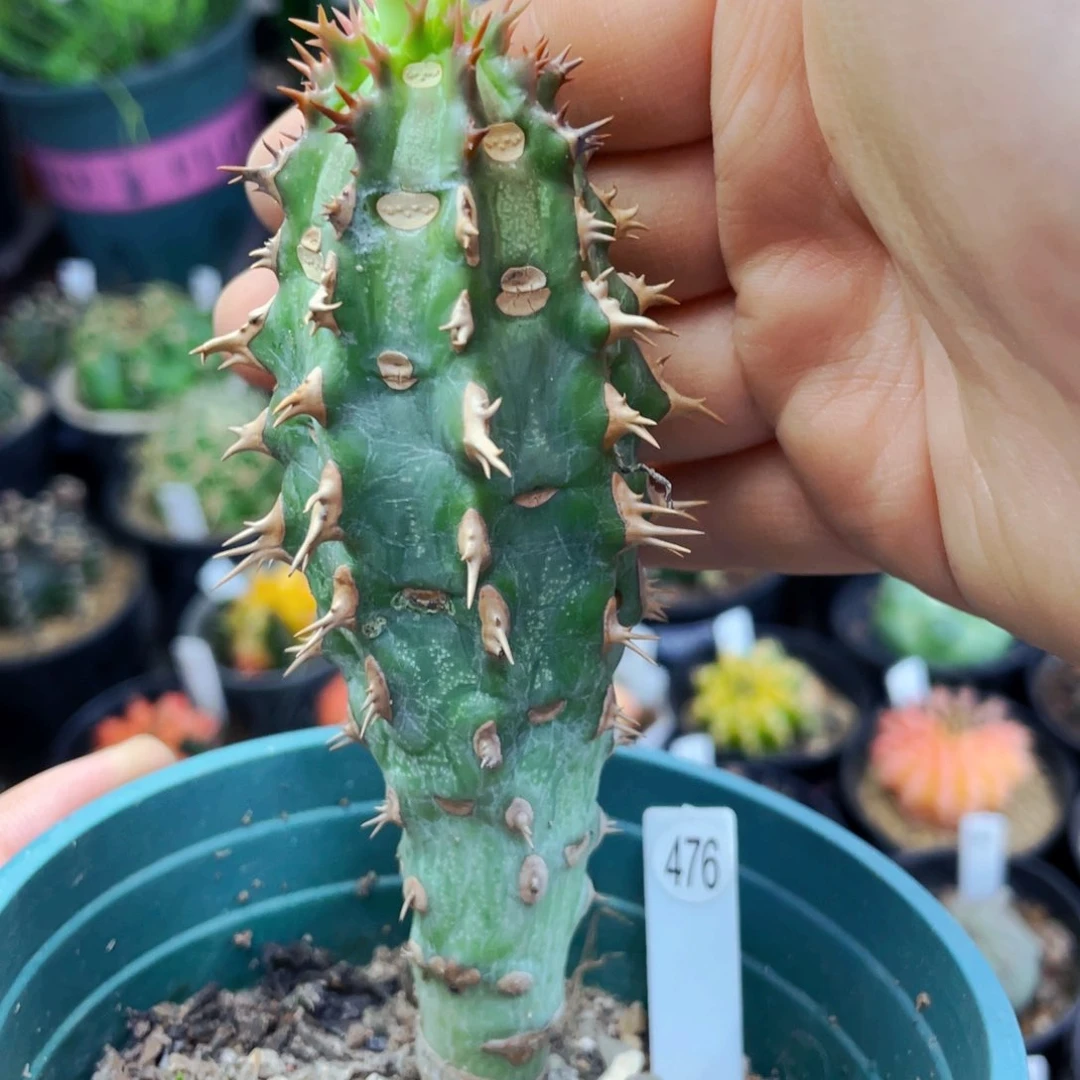 仙人球仙人球仙人球