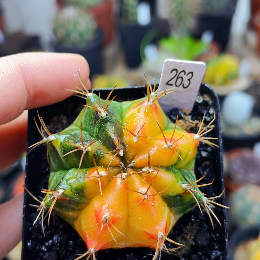 非偏远地区满25包邮仙人球