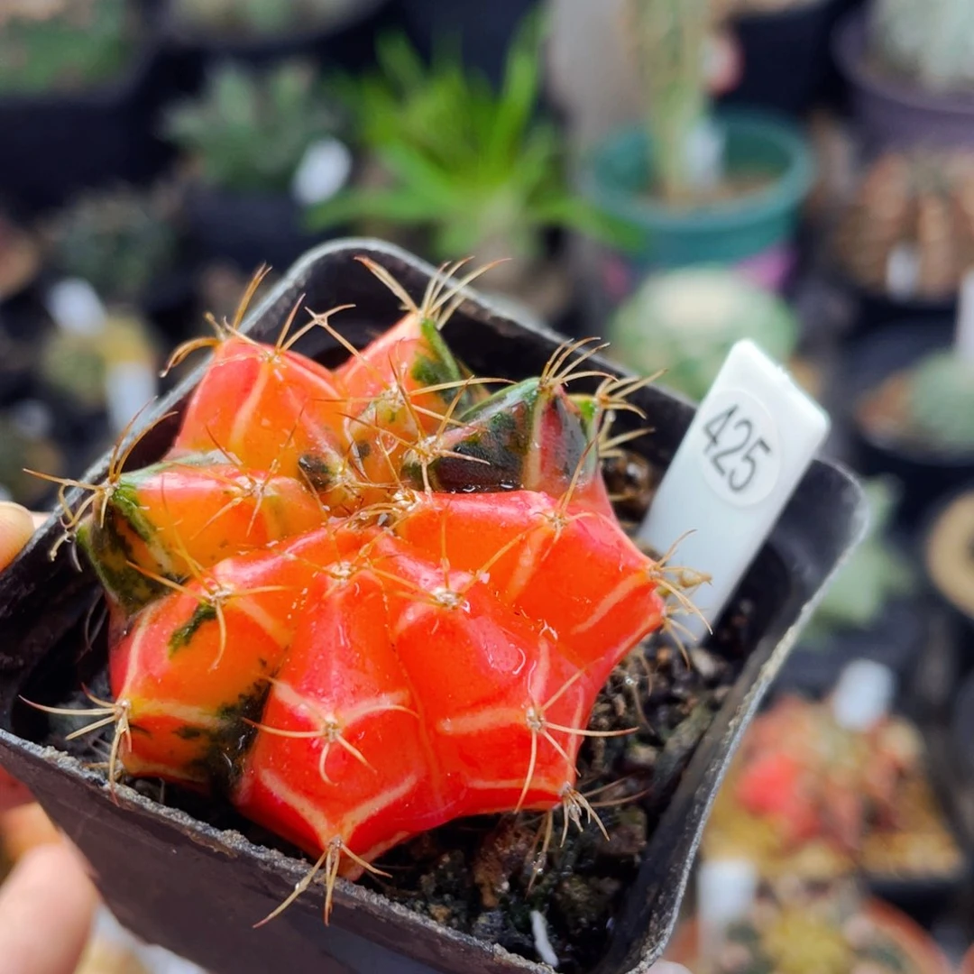 仙人球仙人球仙人球