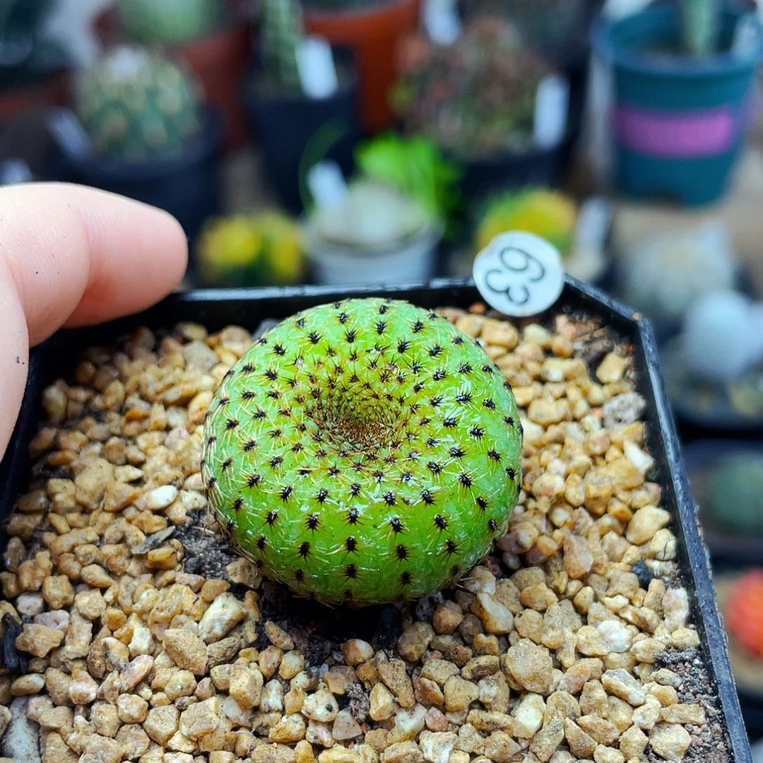 非偏远地区满25包邮仙人球