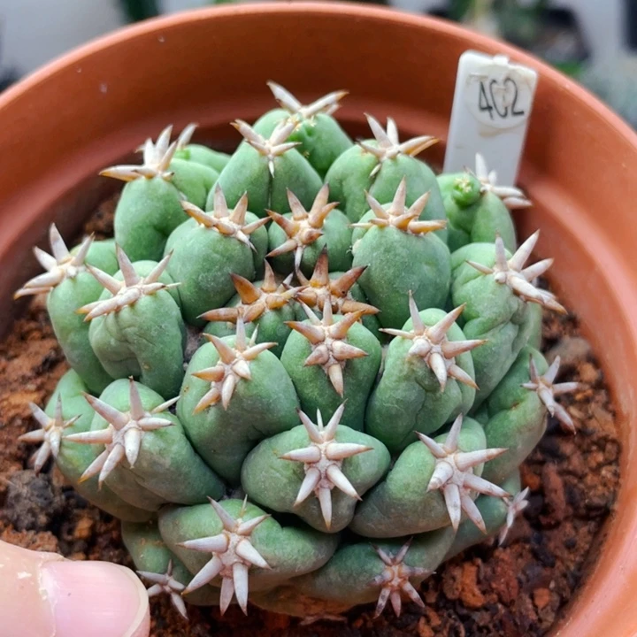 乌**。仙人球仙人球仙人球