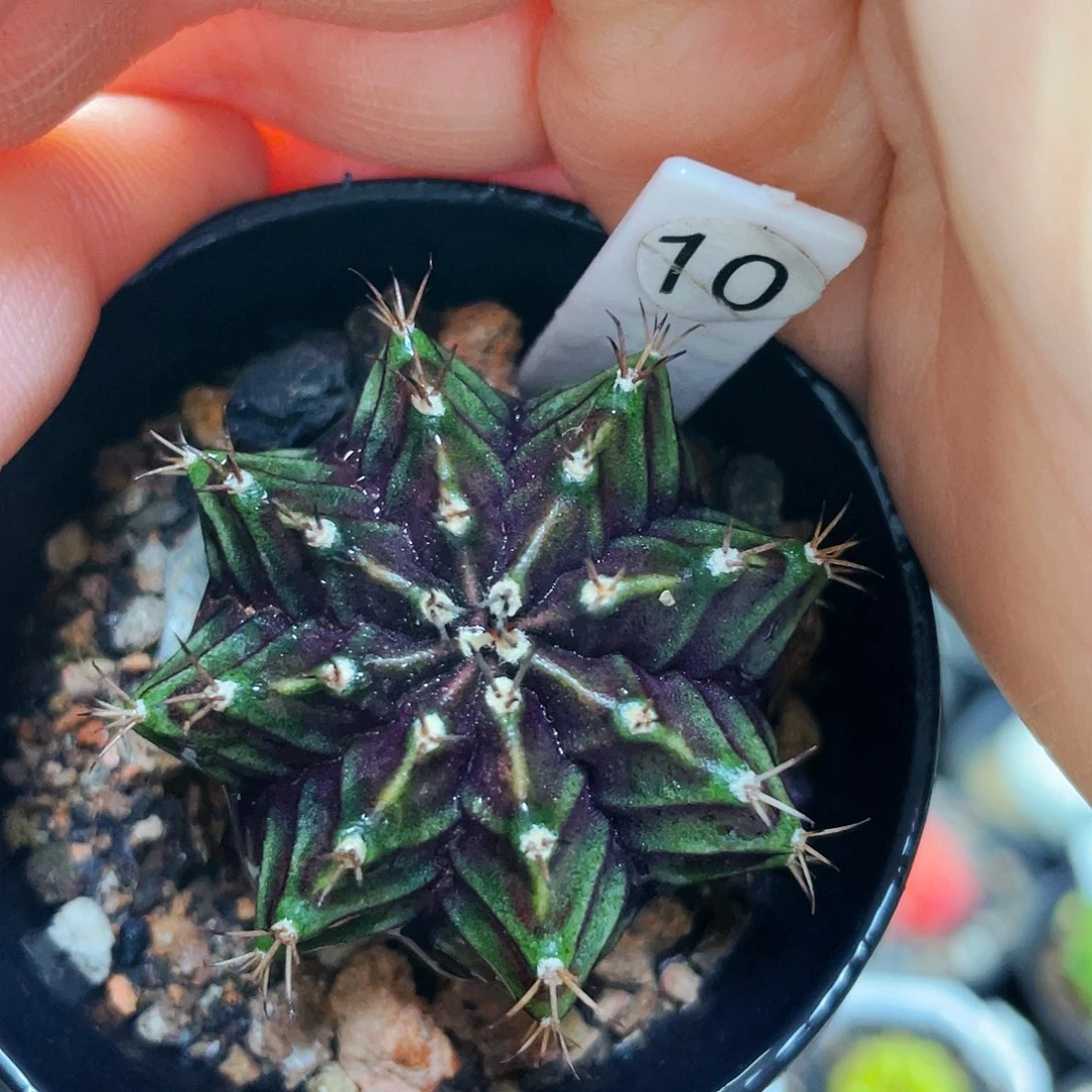 仙人球仙人球仙人球