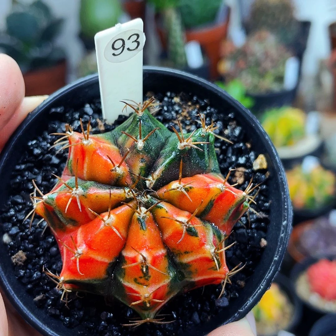 非偏远满25包邮仙人球