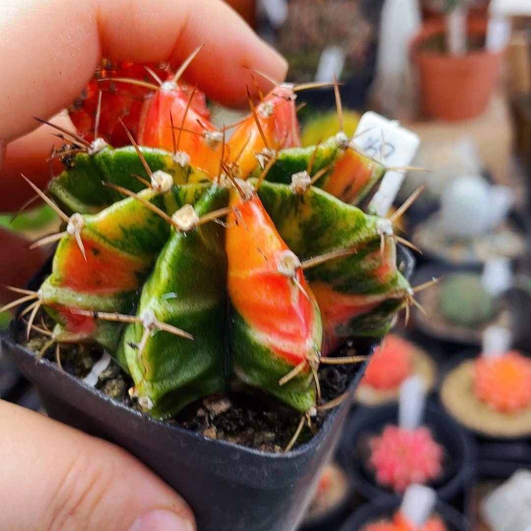 非偏远满25包邮仙人球