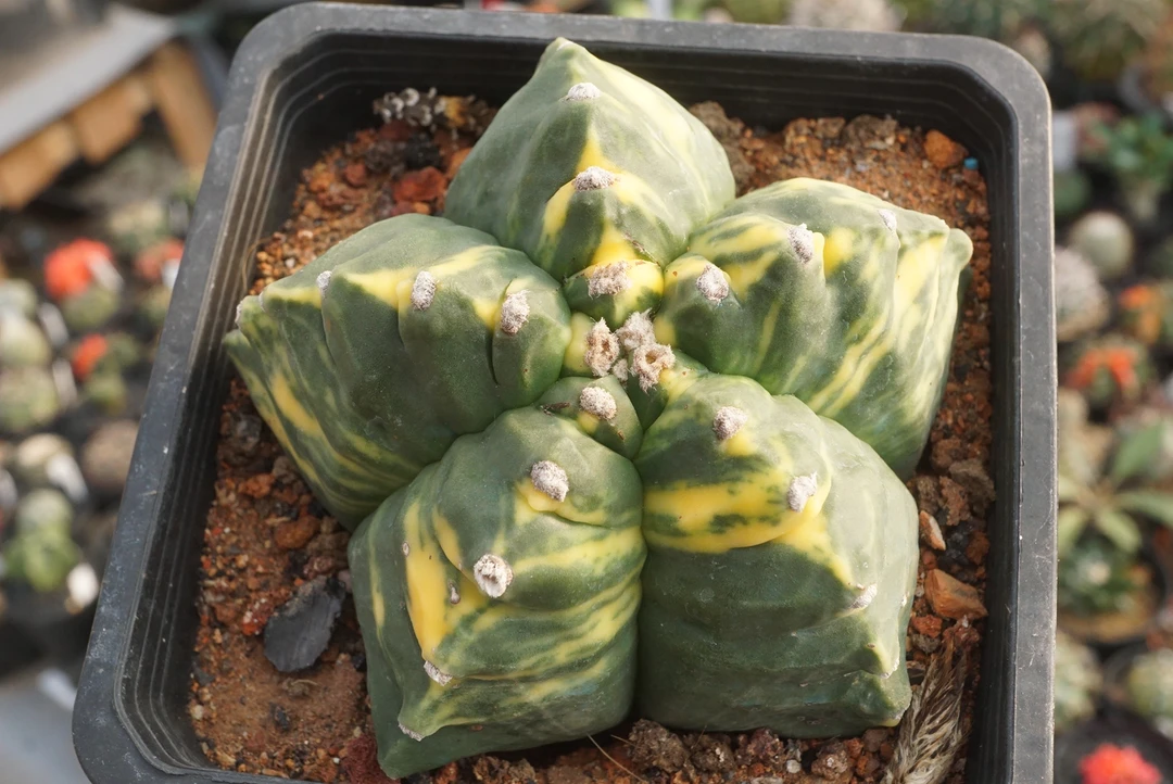 锁石多肉龟甲鸾凤玉锦实生