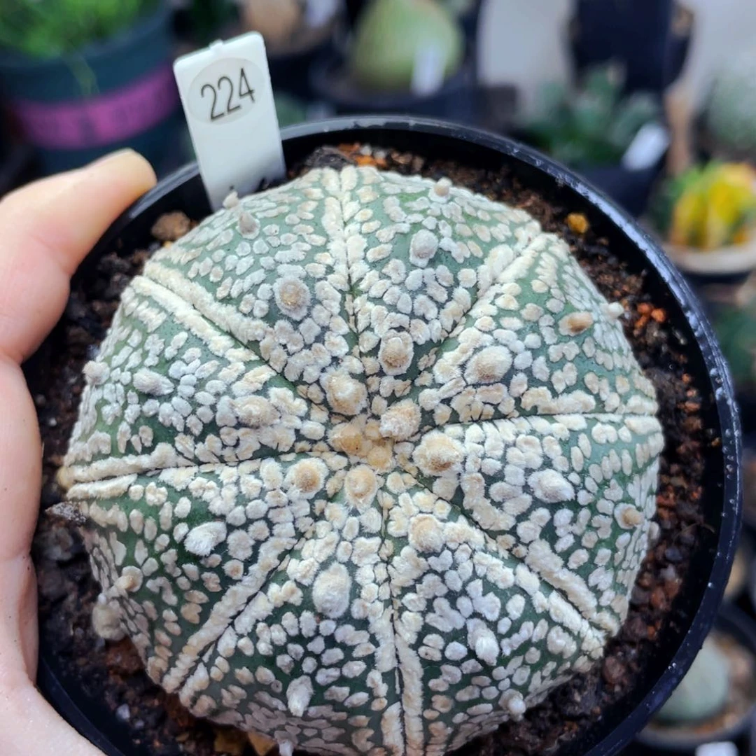 仙人球仙人球仙人球