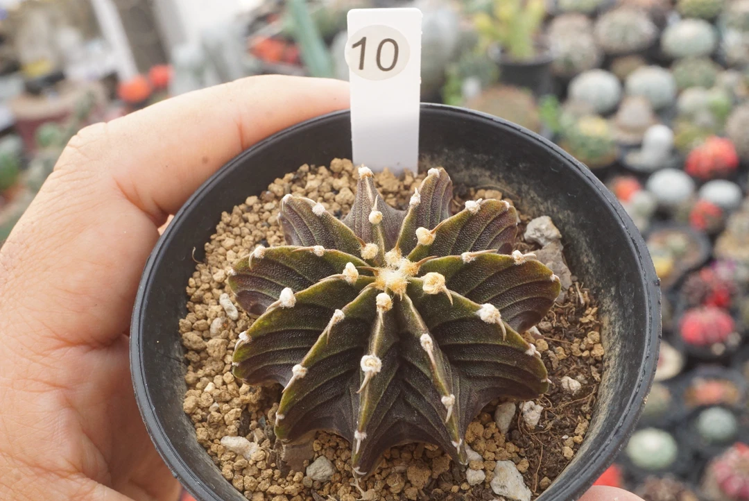 锁石多肉10号黑蝙蝠肋骨牡丹实生4.8公分裸根发货不带盆土