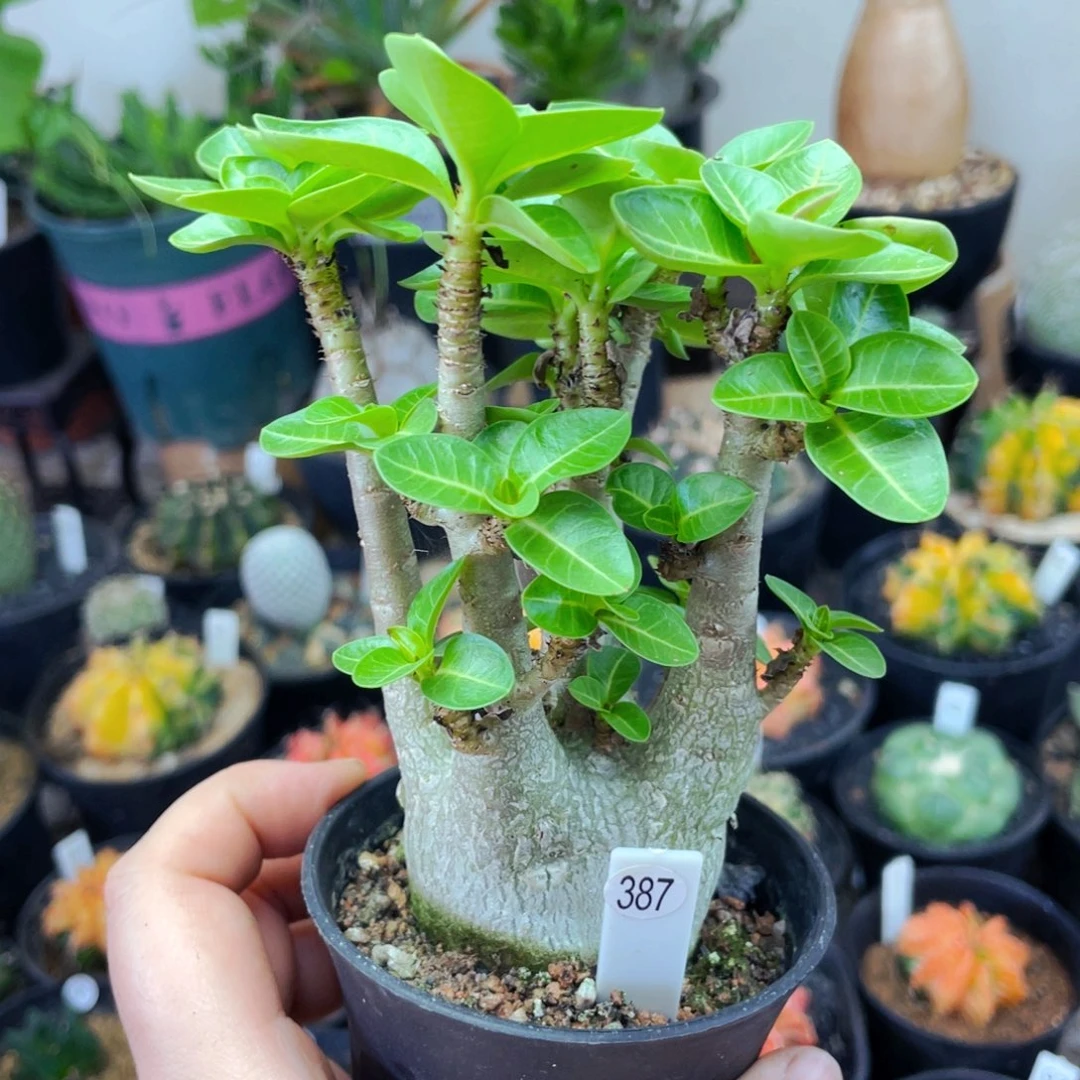 仙人球仙人球仙人球