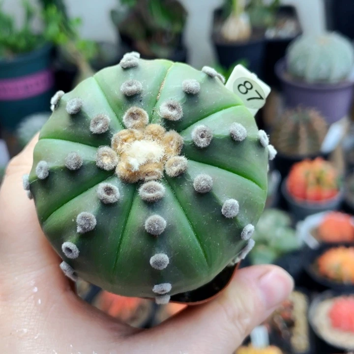 仙人球仙人球仙人球