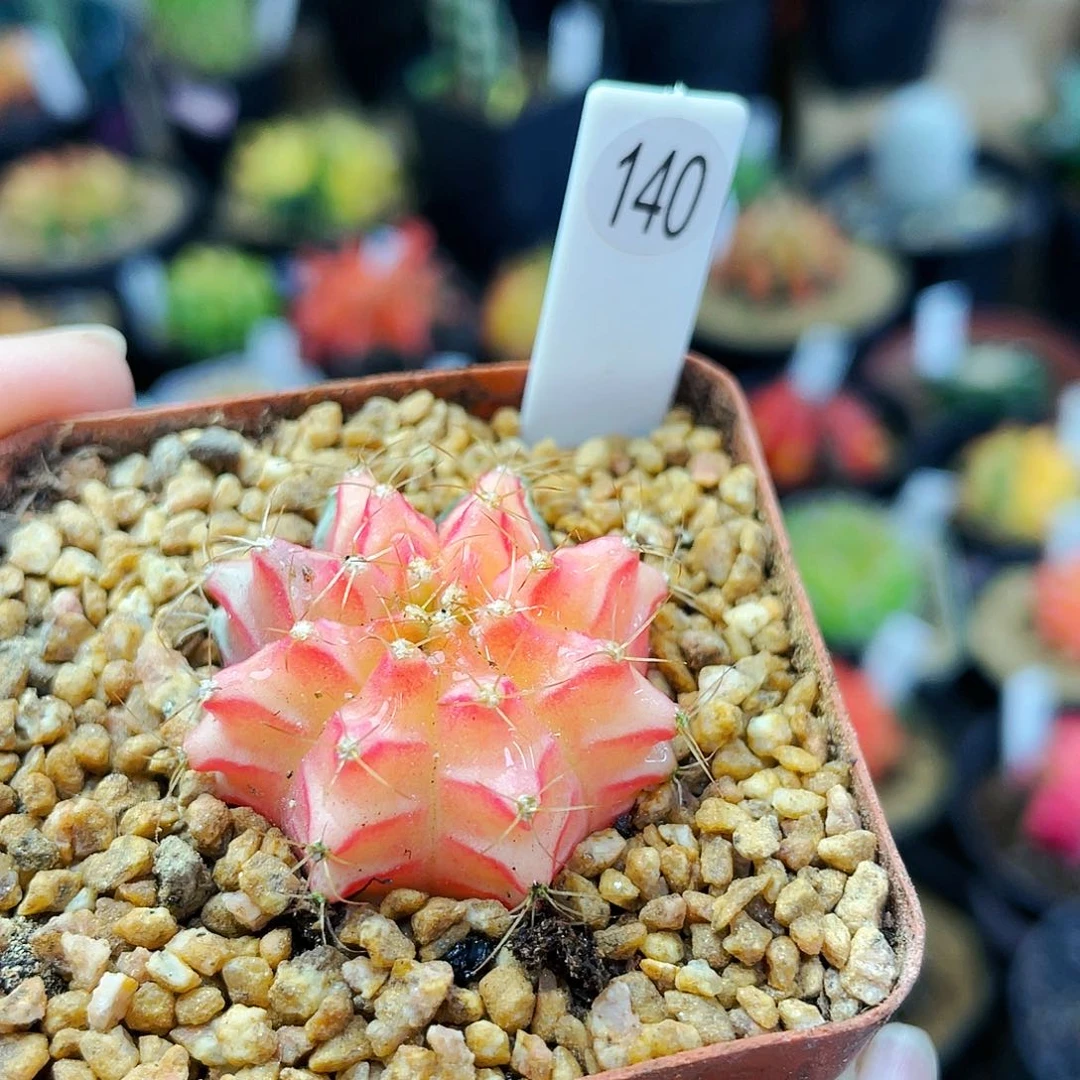 非偏远地区25包邮仙人球