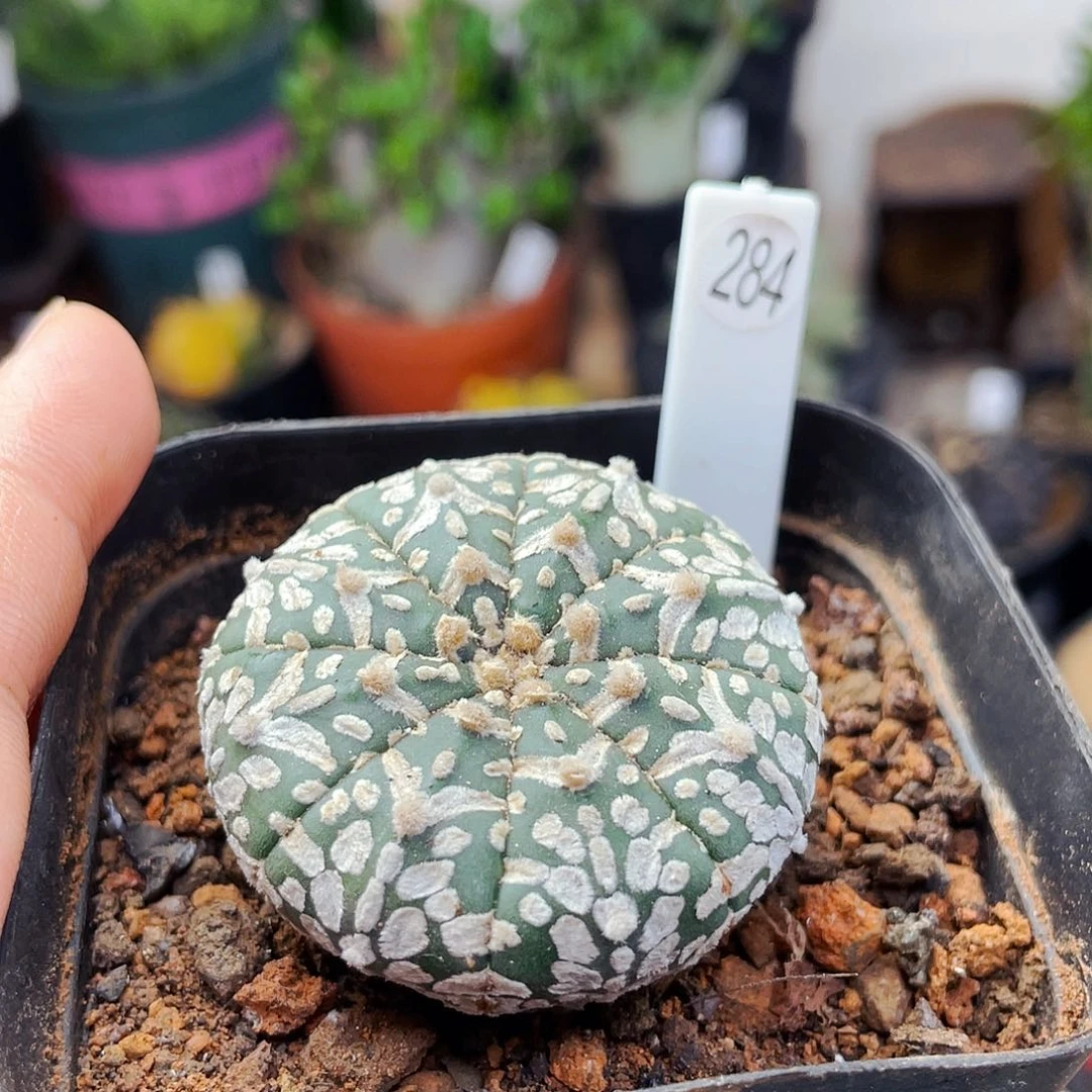 仙人球仙人球仙人球