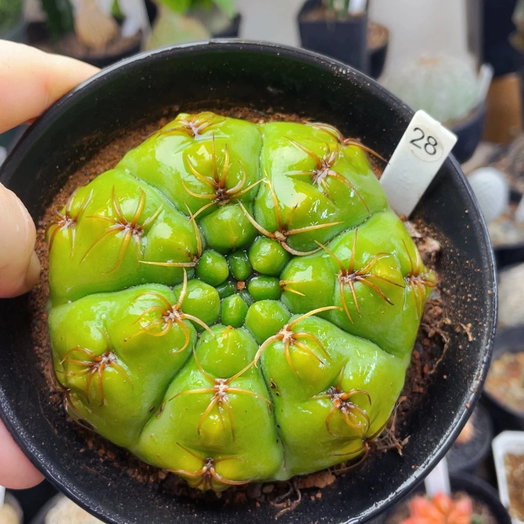 仙人球仙人球仙人球