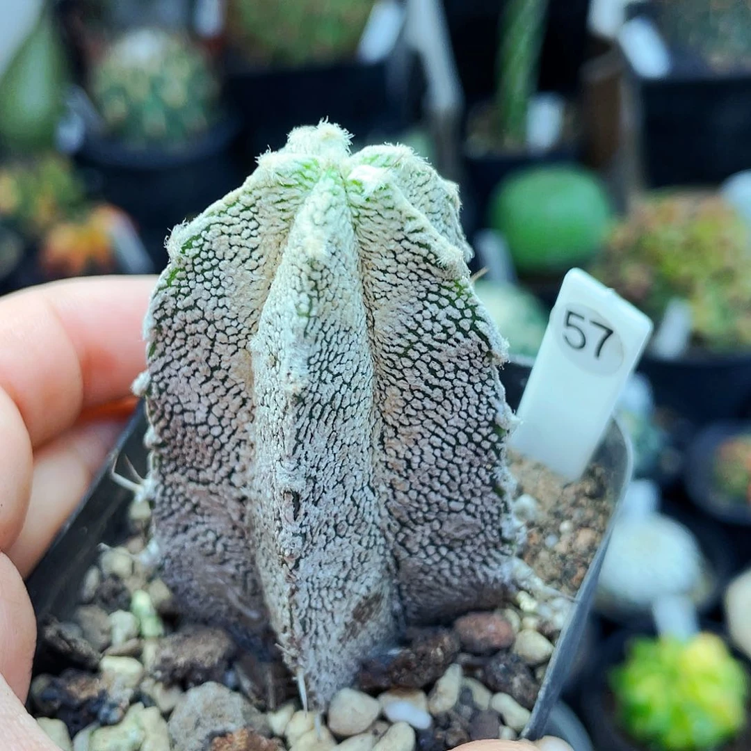 仙人球仙人球仙人球